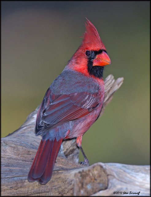 _2SB1321 northern cardinal.jpg